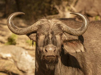 Close-up portrait of a horse