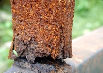Close-up of lichen on tree trunk
