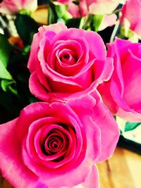 Close-up of pink rose