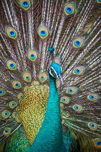 Detail shot of peacock