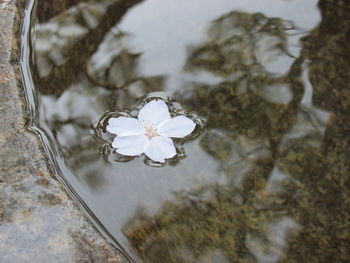 Close-up of flowers in water