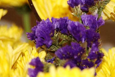 Close-up of bee on purple flowers