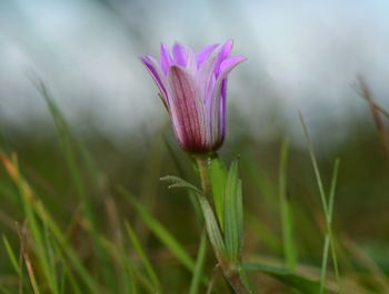 Close-up of pink crocus flower on field