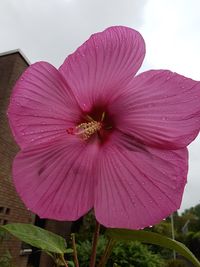 Close-up of pink flowering plant