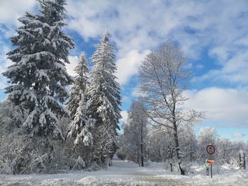 Bare trees on snow covered road against sky