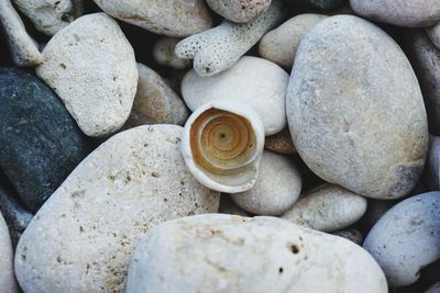 Directly above shot of seashell on pebbles