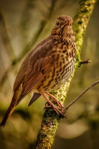 Close-up of bird perching on branch