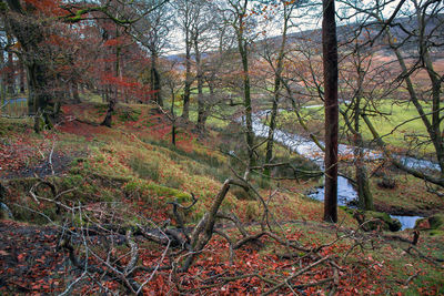 Trees in forest