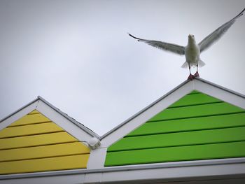 Low angle view of seagull starting ti fly on green beach house