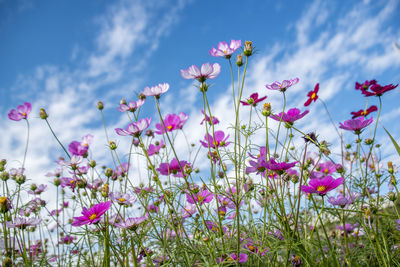 Low angle view of pink flowering plants against sky