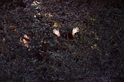 Hand waving amidst trees in park