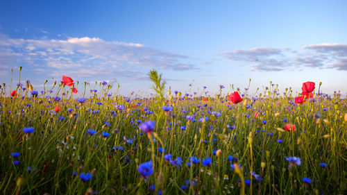 Flowers growing in field against blue sky