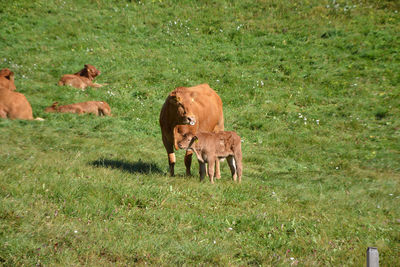 Cows grazing in a field