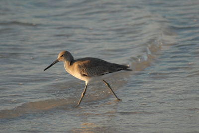 Bird perching on a beach