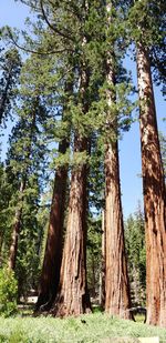 Low angle view of trees growing in forest