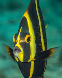 Pomacanthus paru