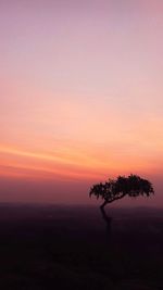 Silhouette tree against sky during sunset