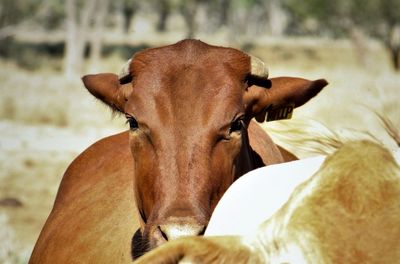 Close-up of cow