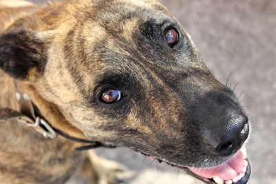 Close-up of dog