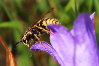 Close-up of bee pollinating on purple flower