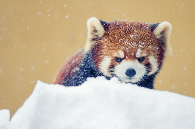 Close-up portrait of animal during winter