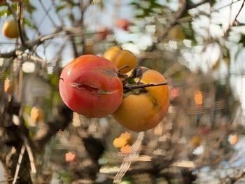 Close-up of fruits on tree