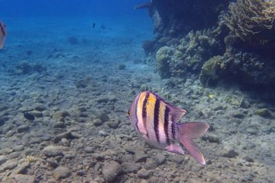 Close-up of fish swimming in sea