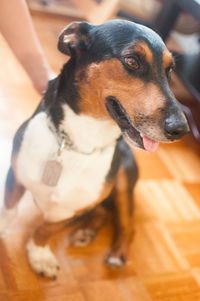 Close-up of dog sitting