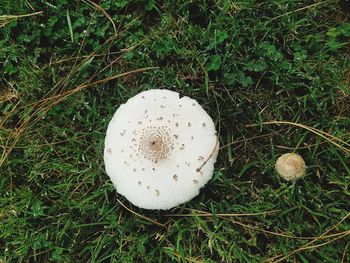High angle view of mushroom growing on field