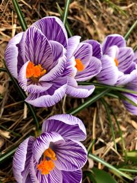 Close-up of purple crocus flowers growing on field