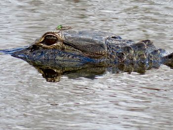 Closeup of an alligator swimming