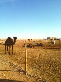 View of horse on field against clear sky