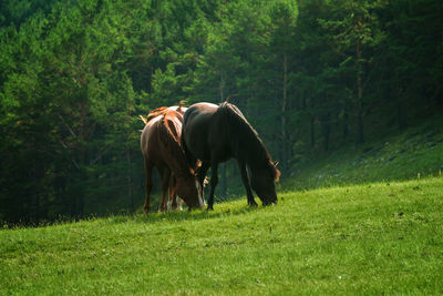 Horse standing in a field