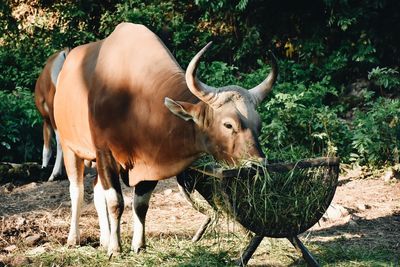 Cow standing in a field