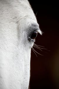 Close-up of cat against black background