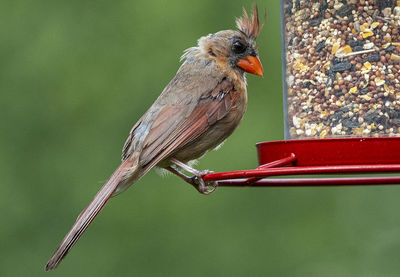 A northern cardinal on the rim of a bird feeder.