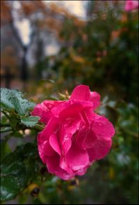 Close-up of pink flower blooming outdoors