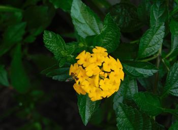 Close-up of yellow flowering plant