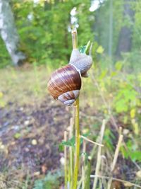 Close-up of snail on leaf