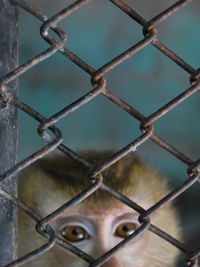 Close-up of monkey looking through fence