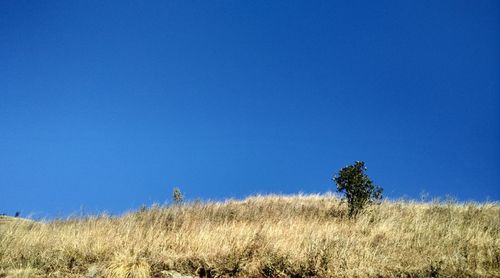 Scenic view of field against clear blue sky