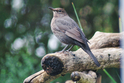 Close-up of blackbird perching on tree