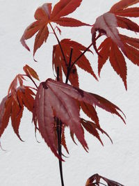 Close-up of maple leaves against wall