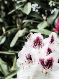 Close-up of pink flower