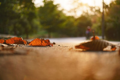 Close-up of autumn leaves on land