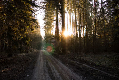 Sunlight streaming through trees in forest