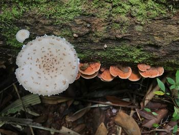 Close-up of mushroom growing on field