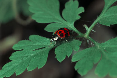 Close-up of ladybug on leaf