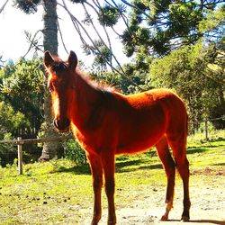 Horse standing on field