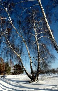 Bare tree against sky during winter